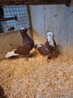 Koppel bruinbonte vinkduiven, Dieren en Toebehoren, Vogels | Duiven, Meerdere dieren, Overige soorten