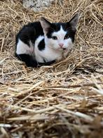 Kittens, Dieren en Toebehoren, Katten en Kittens | Overige Katten, Poes