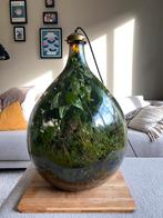 Ecosysteem XXL / planten terarrium, Huis en Inrichting, Kamerplanten, Ophalen, Halfschaduw, Minder dan 100 cm