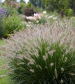 Pennisetum A. Hameln | Lampepoetsersgras | Chemievrij, Volle zon, Vaste plant, Siergrassen, Ophalen of Verzenden