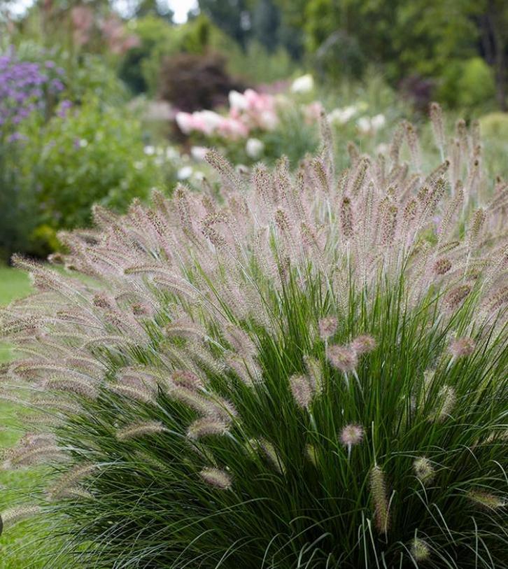 Pennisetum A. Hameln | Lampepoetsersgras | Chemievrij, Tuin en Terras, Planten | Tuinplanten, Vaste plant, Siergrassen, Volle zon