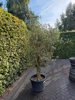 Olijfboom, 100 tot 250 cm, Olijfboom, Ophalen, Volle zon