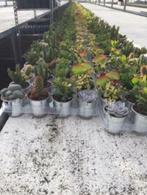 Cactussen/vetplanten mix 8,5 cm compleet met zinken emmer., Ophalen of Verzenden, Minder dan 100 cm, Bloeiende kamerplant, Volle zon
