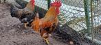 Hanen, Dieren en Toebehoren, Pluimvee, Mannelijk, Kip