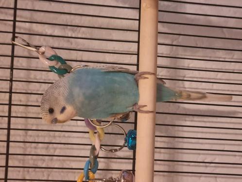 Gezocht knipper, Dieren en Toebehoren, Vogels | Overige Vogels, Tropenvogel, Mannelijk