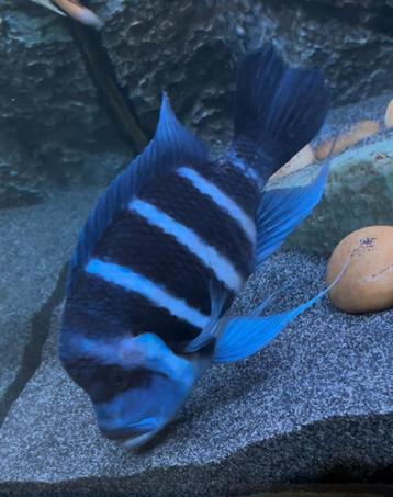 Moba Frontosa Blue Zaïre man  20cm+ beschikbaar voor biedingen