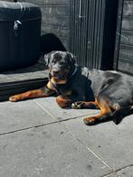 Rottweiler max, Dieren en Toebehoren, Rabiës (hondsdolheid), Reu, 1 tot 2 jaar, Eén hond