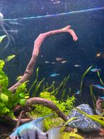 10 kegelvlekbarbelen 25 euro, Dieren en Toebehoren, Vis