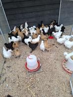 Zijdehoen hennen, ruime keuze, Dieren en Toebehoren, Pluimvee, Vrouwelijk, Kip