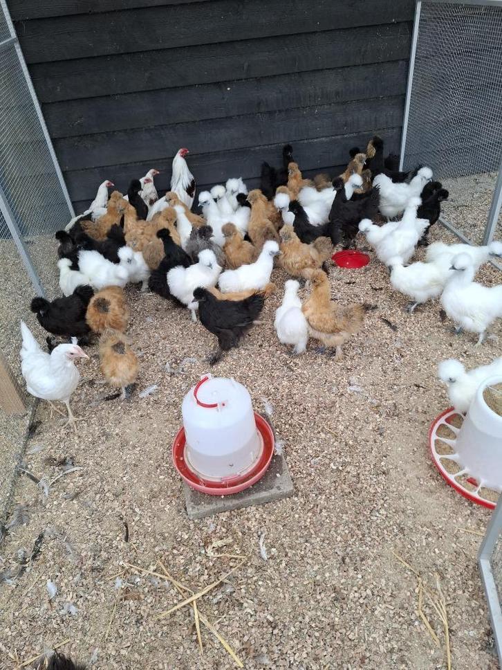 Zijdehoen hennen, ruime keuze, Dieren en Toebehoren, Pluimvee, Kip, Vrouwelijk