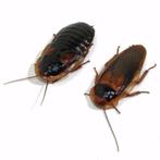 Dubias / Kakkerlakken, Dieren en Toebehoren, Reptielen en Amfibieën | Toebehoren, Ophalen, Nieuw, Overige typen