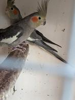 Valkparkieten, Meerdere dieren, Parkiet, Tam