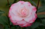 Camelia 'Nuccio's Pearl' 80-100 cm, Ophalen of Verzenden, Overige soorten, Struik, Minder dan 100 cm