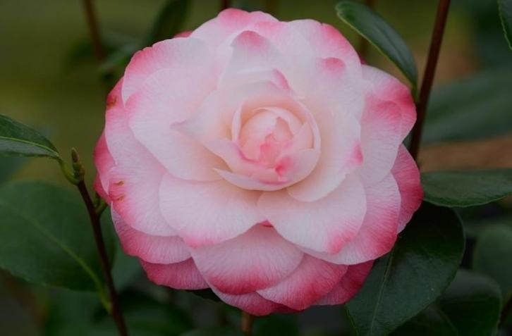 Camelia 'Nuccio's Pearl' 80-100 cm, Tuin en Terras, Planten | Struiken en Hagen, Struik, Overige soorten, Minder dan 100 cm, Ophalen of Verzenden
