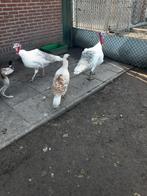Kalkoenen, Meerdere dieren, Kalkoen