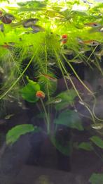 Endler guppen, Dieren en Toebehoren, Vissen | Aquariumvissen, Vis