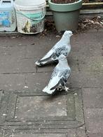 Takla, Meerdere dieren