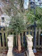 Olijfbomen te koop.Mediterrane sfeer voor tuin,terras,balkon, Lente, 100 tot 250 cm, Olijfboom, Ophalen