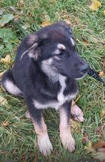 Elsa is een beeldschone pupje  ,Ruby is gereserveerd, Dieren en Toebehoren, Honden | Niet-rashonden, Particulier, Rabiës (hondsdolheid)