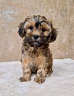 Prachtige boomer x dwerg poedel pups, Nederland, CDV (hondenziekte), 8 tot 15 weken, Meerdere