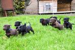 Lieve stamboom labrador pups, 8 tot 15 weken, Labrador retriever, Meerdere, Meerdere dieren