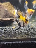 Scalare koi red cheek, Dieren en Toebehoren, Vissen | Aquariumvissen, Vis