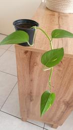 Epipremnum plant, Huis en Inrichting, Kamerplanten, Ophalen, Halfschaduw, Minder dan 100 cm