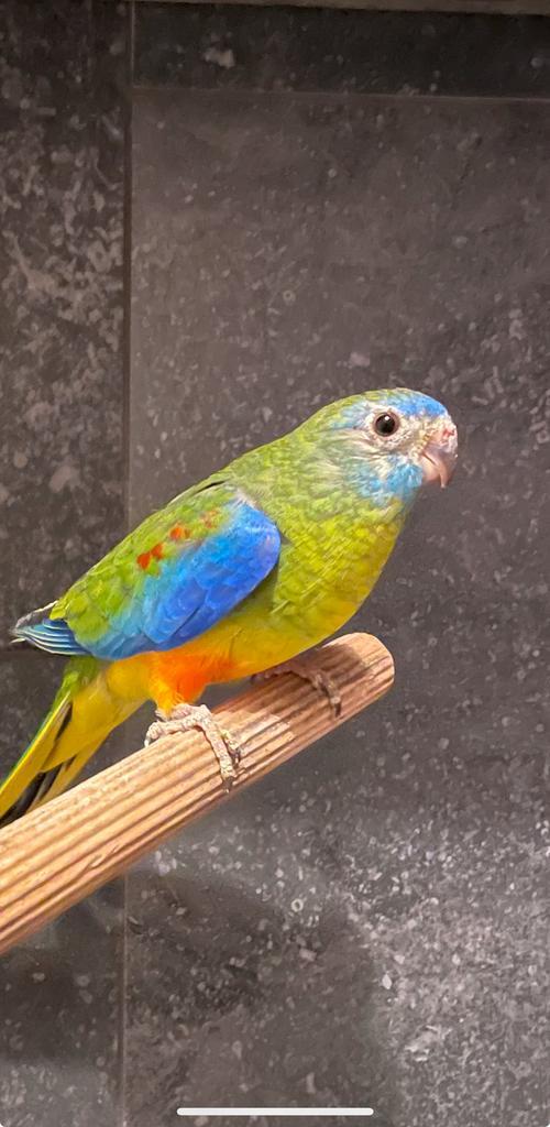 Lieve handtamme Turquoisineparkiet! [N.o.k.t.], Dieren en Toebehoren, Vogels | Parkieten en Papegaaien, Parkiet, Vrouwelijk, Tam