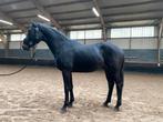 Stoere 2.5 jarige hengst, Dieren en Toebehoren, Paarden, Dressuurpaard, 0 tot 2 jaar, Hengst, Onbeleerd
