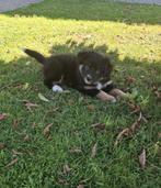 Australian Sheperd x Border Collie teefje, Dieren en Toebehoren, Honden | Retrievers, Spaniëls en Waterhonden, Rabiës (hondsdolheid)
