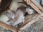 Vlaam, vlaamse reus ., Dieren en Toebehoren, Konijnen