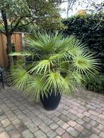 Palm, Tuin en Terras, Planten | Bomen, Bloeit niet, 100 tot 250 cm, Palmboom, Ophalen