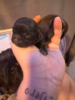 Shitzu boomer pups, Overige rassen, Meerdere, Meerdere dieren, Nederland