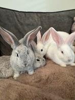 Jonge vlaamse reuzen. Mogen weg!, Dieren en Toebehoren, Konijnen, Meerdere dieren, Groot