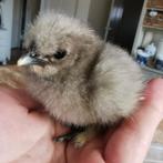 De allerliefste knuffelkipjes: zijdehoen krielkuikens 🐣, Geslacht onbekend, Kip