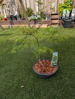Bonsai Japanse Esdoorn Palmatum Emerald Lace, Tuin en Terras, Planten | Fruitbomen, Ophalen of Verzenden, Minder dan 100 cm, Overige soorten