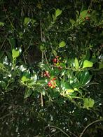 Plant hulst ‘Ilex aquifolium’ struik gratis 2/2,5 meter hoog, Ophalen, Hulst, Minder dan 100 cm