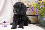 Medium kruising labradoodle pups., Dieren en Toebehoren, Nederland, Overige rassen, 8 tot 15 weken, CDV (hondenziekte)
