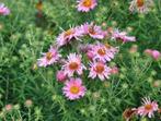 Uit de biologische moestuin: Herfstaster, planten., Overige soorten, Volle zon, Vaste plant, Ophalen of Verzenden