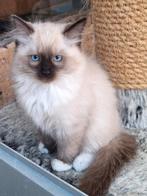 Nog 3  ragdollkittens. Betere foto's komen nog., Dieren en Toebehoren, Katten en Kittens | Raskatten | Korthaar, Meerdere dieren