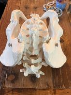 Bekkenmodel Vrouwelijk - Anatomie, Ophalen of Verzenden, Zo goed als nieuw