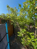 Perenboom, Tuin en Terras, Planten | Bomen, Ophalen, Volle zon, Overige soorten