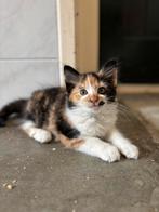 Lief/speelse/aanhankelijke kittens!, Dieren en Toebehoren, Meerdere dieren, Ontwormd