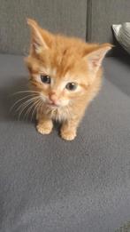 Kitten in Tiel, Dieren en Toebehoren