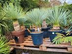 Yucca rostrata, Tuin en Terras, Planten | Tuinplanten, Ophalen, Zomer, Overige soorten, Volle zon