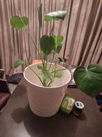 Bloempot met plant, Ophalen of Verzenden, Halfschaduw, Minder dan 100 cm