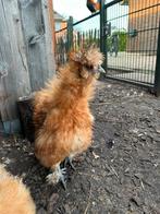 Usa zijdehoen hanen (vermoedelijk)buff, Dieren en Toebehoren, Pluimvee, Mannelijk, Kip