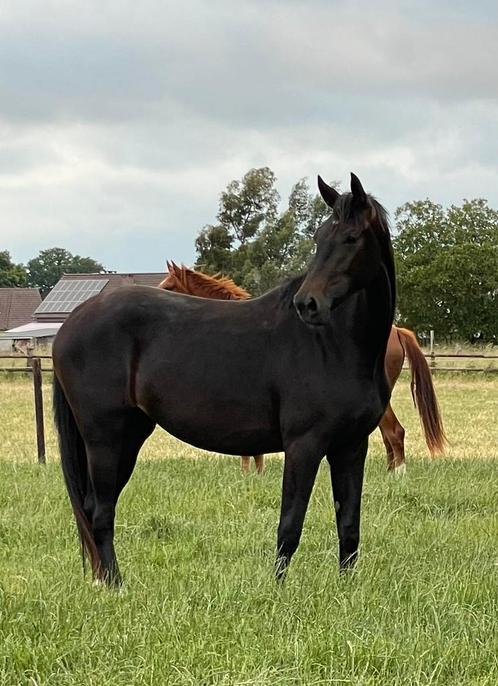 Tindra 2 jarige merrie v. Negro x Furstenball, Dieren en Toebehoren, Paarden, Merrie, Niet van toepassing, 165 tot 170 cm, 0 tot 2 jaar
