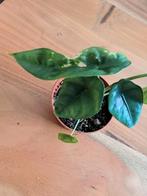 Alocasia Venusta kamerplant, Huis en Inrichting, Kamerplanten, Ophalen of Verzenden