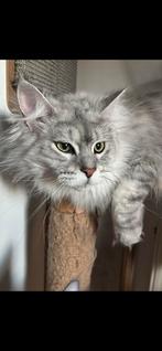 Maine Coon, Dieren en Toebehoren, Katten en Kittens | Raskatten | Langhaar, Meerdere dieren